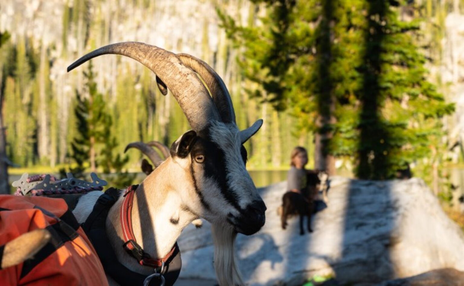 How to Deal with an Aggressive Goat Goat Journal